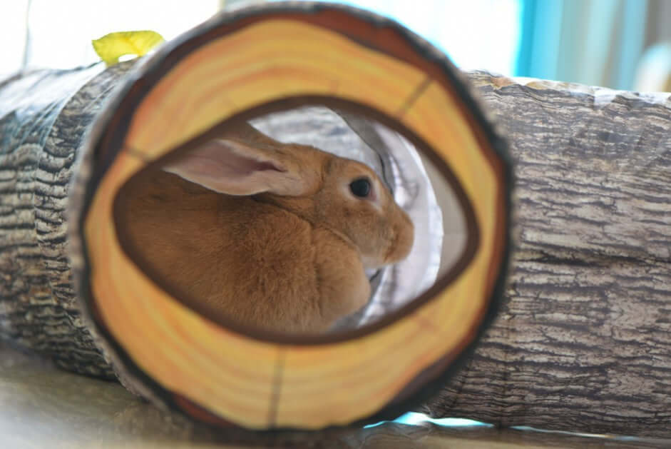 Tree Pattern Cat Tunnel Toy for Pets