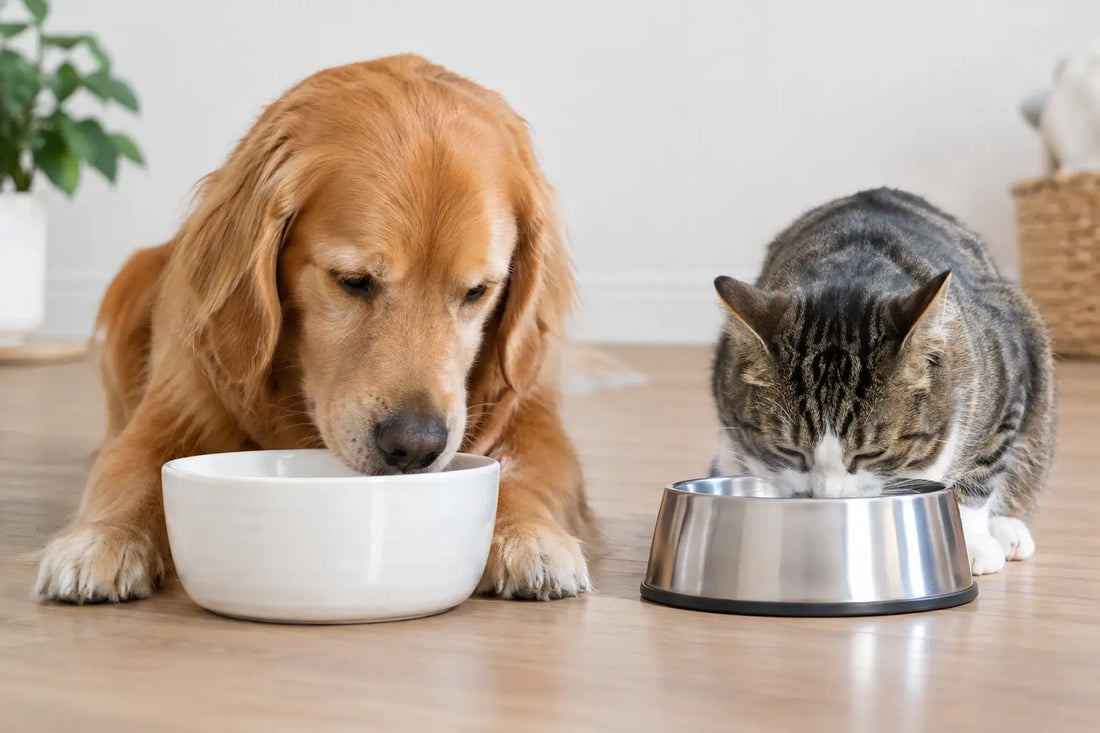 Ceramic Versus Steel Bowls for Dogs and Cats