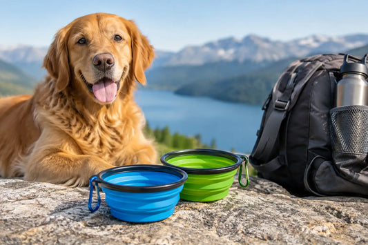 How to Choose a Collapsible Bowl for Dog Travel