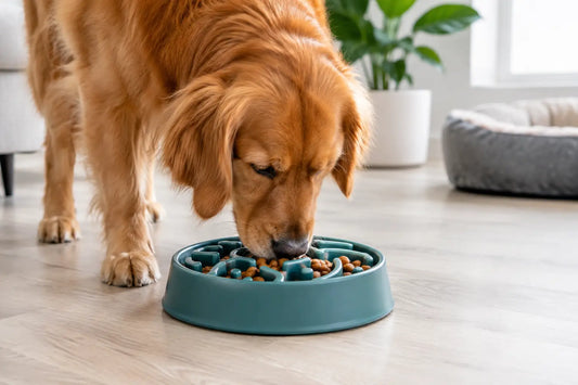 When a Slow Feeder Bowl for Dogs Makes Sense