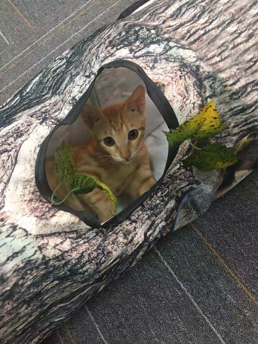 Tree Pattern Cat Tunnel Toy for Pets